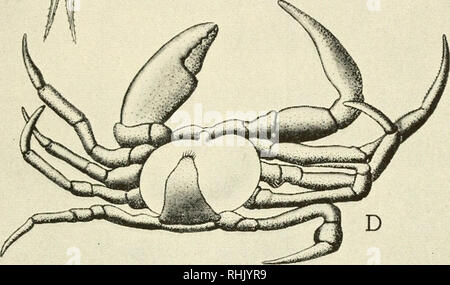 . La biologie et l'homme. Biologie ; les êtres humains. Â 1 i h 1 WiiW B. Alier (Jruenljera. 'J'iiluii mensonge/ ut Evulution une ressemblance À SES ANCÊTRES Les presque shapeless Sacculina (C) comme un parasite sur l'abdomen du crabe (D) n'a rien dans sa structure ou le comportement de suggérer une relation à son hôte. Pourtant, dans ses premiers stades de développement (A, B) il semble destiné à devenir un cru- tacean. Sans une étude de son histoire de la vie nous n'aurions jamais pu deviner que l'hôte et le parasite sont de la même catégorie d'animaux Darwin a souligné que les régions similaires qui sont occupés par différents Banque D'Images