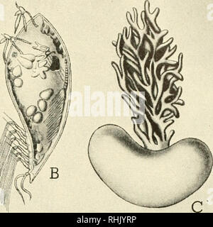 . La biologie et l'homme. Biologie ; les êtres humains. Â 1 i h 1 WiiW B. Veuillez noter que ces images sont extraites de la page numérisée des images qui peuvent avoir été retouchées numériquement pour plus de lisibilité - coloration et l'aspect de ces illustrations ne peut pas parfaitement ressembler à l'œuvre originale.. Gruenberg, Benjamin (Benjamin C. Charles), 1875-1965 ; Bingham, N. (Eldred Eldred Nelson), 1901-. Boston, New York, [etc. ] Ginn et compagnie Banque D'Images