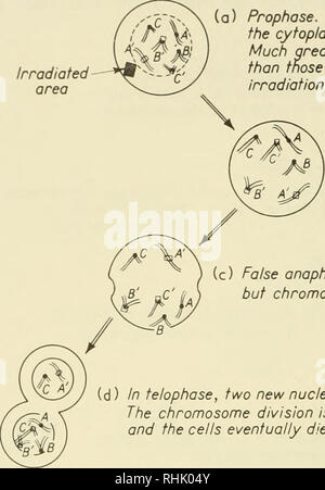 . Sciences biophysiques. La biophysique. 196 événements cellulaires produites par des radiations ionisantes /J0 : 5 acide aminé cystéine, qui ont tendance à réagir avec les radicaux libres formés dans l'irradiation de l'eau, limiter les dommages cellulaires des radiations ionisantes. L'effet de l'oxygène et que des agents de protection peut être inter- la prophase. L'irradiation du cytoplasme provoque la fusée pour disparaître. Des doses beaucoup plus importantes sont nécessaires que celles nécessaires à l'irradiation directe des chromosomes. Zone irradiée. (B) Faux métaphase. N'chromosomes la file à plaque équatoriale. (C) faux l'anaphase. Cellule a Banque D'Images