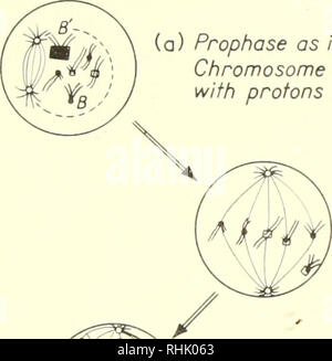 . Sciences biophysiques. La biophysique. 10 : 4/- événements cellulaires produites par des radiations ionisantes 195 La plupart des effets sur les cellules à division rapide sont associés à des altérations dans le matériel chromosomique ou fusée. Les expériences de microbeam Zirkle et co-travailleurs indiquent que les changements chromosomiques sont extrêmement local. Cela suggère qu'ils sont des effets directs associés à un volume sensible. Des études montrent que la dose de même qu'un seul (a) comme la prophase de la Fig. 2 (b). Le chromosome B' est bombardé avec des protons au niveau du centromère.. Veuillez noter que ces images sont extraites de l'image de la page numérisée Banque D'Images