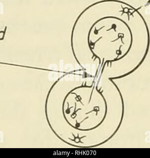. Sciences biophysiques. La biophysique. 194 événements cellulaires produites par des radiations ionisantes 4 /10 : la membrane est endommagée. La plupart des structures subcellulaires, tels que mito- chondria, neurofibrils, et de myofibrilles restent inchangés, à des doses qui conduisent finalement à la mort cellulaire. À partir d'un thread de la chromatine ne sépare pas. Veuillez noter que ces images sont extraites de la page numérisée des images qui peuvent avoir été retouchées numériquement pour plus de lisibilité - coloration et l'aspect de ces illustrations ne peut pas parfaitement ressembler à l'œuvre originale.. Ackerman, Eugene, 1920-. Englewood Cliffs, N. J. , Prentice-Hall Banque D'Images