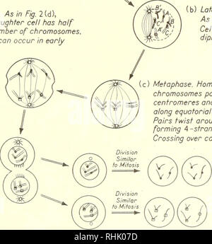 . Sciences biophysiques. La biophysique. (D) La fin de l'anaphase. Comme dans Fig. 2(d), à l'exception de chaque cellule fille a la moitié du nombre de chromosomes. Plus de passage peut se produire au début de l'anaphase. (E) la télophase. Deux cellules haploïdes sont formés. Remarque chaque chromosome est. double brin. (B) la fin de la prophase. Comme dans Fig. 2(b). Est appelé cellule diploïde. La métaphase. Paire de chromosomes homologues jusqu'à centromères et alignez le long plan équatorial. Couples de s'enrouler autour de l'autre, formant 4 groupes -brin. Plus de passage peut se produire. (F) les cellules haploïdes à croître et à se soumettre à la mitose, ce qui a abouti à quatre cellules haploïdes. Ar les chromosomes Banque D'Images