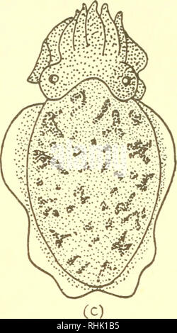 . La biologie des animaux marins. Les animaux marins ; physiologie, Comparative. . Veuillez noter que ces images sont extraites de la page numérisée des images qui peuvent avoir été retouchées numériquement pour plus de lisibilité - coloration et l'aspect de ces illustrations ne peut pas parfaitement ressembler à l'œuvre originale.. Nicol, J. A. Colin (Joseph Arthur Colin), 1915-. New York, Interscience Publishers Banque D'Images