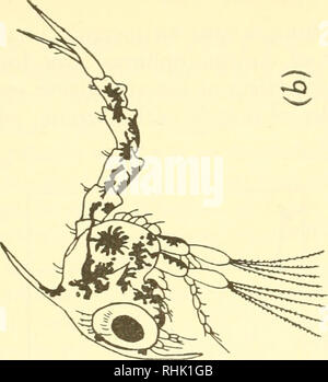 . La biologie des animaux marins. Les animaux marins ; physiologie, Comparative. . Veuillez noter que ces images sont extraites de la page numérisée des images qui peuvent avoir été retouchées numériquement pour plus de lisibilité - coloration et l'aspect de ces illustrations ne peut pas parfaitement ressembler à l'œuvre originale.. Nicol, J. A. Colin (Joseph Arthur Colin), 1915-. New York, Interscience Publishers Banque D'Images