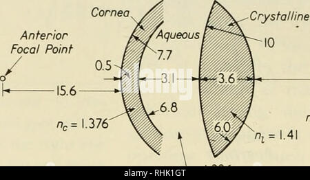 . Sciences biophysiques. La biophysique. 38 La lumière et l'oeil 1 : 3 de la cornée. Des particuliers qui n'ont pas un objectif peut encore voir, mais leur vision est beaucoup moins forte que celle d'une personne normale, car l'image sur la rétine est floue. En changeant la forme exacte de la lentille, l'œil peut accueillir des objets à des distances différentes. La jeune personne avec une vision normale peut accueillir des objets plus près de 250 mm. Un point central de la cornée en avant. Cristallin 10 17,10 1,336 vitreux nv = = 1,336 ria (a) premier point focal de la rétine. Veuillez noter que ces images sont extraites de la page numérisée imag Banque D'Images