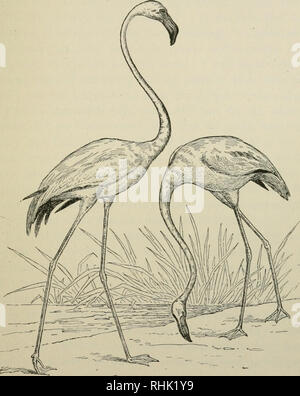 . Le livre des oiseaux. Les oiseaux. Fig. y. - Les flamants roses. Face à la page 52.. Veuillez noter que ces images sont extraites de la page numérisée des images qui peuvent avoir été retouchées numériquement pour plus de lisibilité - coloration et l'aspect de ces illustrations ne peut pas parfaitement ressembler à l'œuvre originale.. Eckstorm, Fannie Hardy, 1865-1946. Boston, Heath Banque D'Images