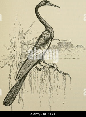 . Le livre des oiseaux. Les oiseaux. Fig. 8. -ANHINGA. Face pajje. 48. Veuillez noter que ces images sont extraites de la page numérisée des images qui peuvent avoir été retouchées numériquement pour plus de lisibilité - coloration et l'aspect de ces illustrations ne peut pas parfaitement ressembler à l'œuvre originale.. Eckstorm, Fannie Hardy, 1865-1946. Boston, Heath Banque D'Images