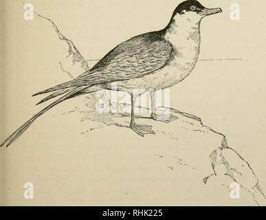 . Le livre des oiseaux. Les oiseaux. Fig. 4. -Jaeger. La page opposée est.. Veuillez noter que ces images sont extraites de la page numérisée des images qui peuvent avoir été retouchées numériquement pour plus de lisibilité - coloration et l'aspect de ces illustrations ne peut pas parfaitement ressembler à l'œuvre originale.. Eckstorm, Fannie Hardy, 1865-1946. Boston, Heath Banque D'Images