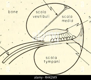 . Biophysique : concepts et mécanismes. La biophysique. Question 58 : Le son des vagues et de l'ÉCHOGRAPHIE fois simplement par l'amplification du signal d'atteindre le tympan de mem- brane, parfois, bien que moins fréquemment, directement à la cochlée par stimu- lation de la structure osseuse qui l'entoure. La chirurgie est souvent nécessaire pour libérer les "frozen" système de levier. L'os de la membrane de Reissner s ner auditif ve. tec territoires transducteur membrane membrane basilaire de la cochlée cellules non-élastiques oining les fibres. Veuillez noter que ces images sont extraites de la page numérisée des images qui peuvent avoir été retouchées numériquement pour Banque D'Images