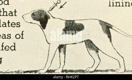 . La biologie et l'homme. Biologie ; les êtres humains. Entrer dans l'alimentation du pancréas début de l'intestin stimule les cellules doublure comment un messager chimique a été découvert lorsque certains le sang d'un chien qui vient de se nourrir est injecté dans les veines d'un chien qui a été sans nourriture pendant plusieurs heures, le pancréas du chien affamé commence à sécréter des sucs digestifs. Sinon, le pancréas n'est activé que lorsque la nourriture pénètre dans l'intestin de l'estomac et non à d'autres moments ? Vers la fin du xixe siècle, deux scientifiques britanniques, l'expérimentation sur les chiens, trouvé une réponse surprenante à ces qu Banque D'Images