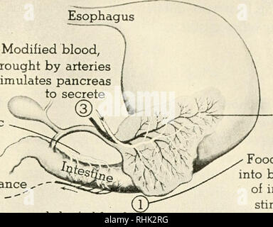 . La biologie et l'homme. Biologie ; les êtres humains. Le suc pancréatique (2) Veines de transporter une substance à partir d'intestin cellules doublure--". Mise à sang, introduit par artères stimule le pancréas à sécréter, ^, vpy Après repas de sang du chien ^ contient quelque chose qui stimule le pancréas d'un chien à jeun. Veuillez noter que ces images sont extraites de la page numérisée des images qui peuvent avoir été retouchées numériquement pour plus de lisibilité - coloration et l'aspect de ces illustrations ne peut pas parfaitement ressembler à l'œuvre originale.. Gruenberg, Benjamin (Benjamin C. Charles), 1875-1965 ; Bingham, N. (Eldred Eldred Nelson), 1 Banque D'Images