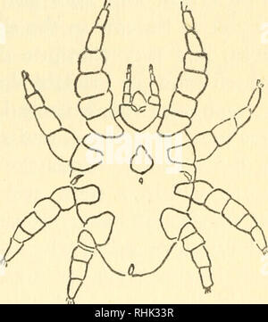 . La biologie des araignées. Les araignées, les insectes. Certains autres arachnides hood ; comme Shipley remarques, "il est terrible de penser à la quantité de désir insatisfait qui doit se passer dans le monde. tique" au moins un genre de tiques, Aponoma, limite son attention sur les reptiles et est donc peu d'importance économique, mais presque tous les autres genres comprennent des espèces connues ou soupçonnées d'être des transmetteurs de la maladie. Ce qui suit sont quelques-unes des plus importantes maladies propagées par les tiques : 1. La fièvre du Texas ou de Redwater, chez les bovins, par Boophilus spp. 2. La fièvre rhodésienne, chez les bovins, par Rhipicep Banque D'Images