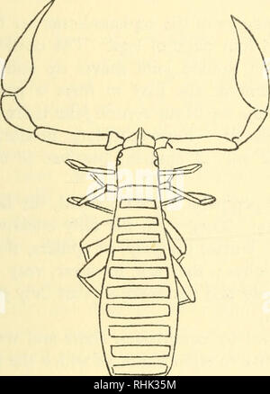 . La biologie des araignées. Les araignées, les insectes. Certains autres arachnides 331 par plaques ventrales et dorsales, mais, depuis les plaques couvrant les onzième et douzième segments sont fondus ensemble, seulement onze segments peut être vu de dessus. De la même manière les quatre lames ventrales sont jointes, de sorte que seulement neuf peut être vu à partir de ci-dessous. Les plaques dorsales sont souvent divisées par une ligne médiane de membrane molle. Le céphalothorax a aucune trace de la segmentation au-delà de quelques stries transversales, présent dans certaines espèces. Les yeux. Fig. 112.-Obisium muscorum. La commune d'un faux-scorpion. Après Kew. a deux ou quatre Banque D'Images