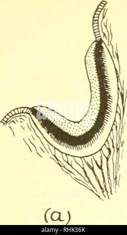 . La biologie des animaux marins. Les animaux marins ; physiologie, Comparative. . Veuillez noter que ces images sont extraites de la page numérisée des images qui peuvent avoir été retouchées numériquement pour plus de lisibilité - coloration et l'aspect de ces illustrations ne peut pas parfaitement ressembler à l'œuvre originale.. Nicol, J. A. Colin (Joseph Arthur Colin), 1915-. New York, Interscience Publishers Banque D'Images