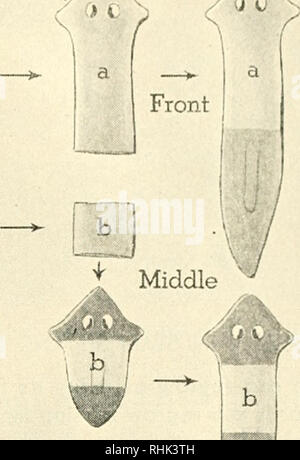 . La biologie et l'homme. Biologie ; les êtres humains. / ]. J'^ LA RÉGÉNÉRATION DANS LES VERS PLATS Des expériences avec les vers plats montrent la régénération d'un animal complet à partir d'un seg- ment. Si la tête est retirée, si la partie postérieure est retiré, si une section est coupé du milieu, un animal complet sera regrown. Les zones ombrées représentent la nouvelle croissance enlevées. Un homard repoussent une toute nouvelle griffe. Les salamandres re- générer des queues et complète des jambes. Le serpent de verre (qui est vraiment un lézard à jambes) quitte sa queue derrière lorsqu'il est saisi, mais croît ensuite un autre lui-même (voir l'illustration, p. 230). À Banque D'Images
