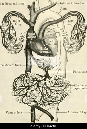 . La biologie et l'homme. Biologie ; les êtres humains. La tête et les bras des veines à la tête et les bras d'artères aorte. La circulation de la veine porte hépatique Circulation du système digestif des veines artères des jambes JAMBES DE LA CIRCULATION DU SANG Le sang des capillaires de l'estomac et le petit intestin est porté par la veine porte et à travers les capillaires du foie avant qu'il remonte vers le cœur. C'est ici, le sang passe par deux séries de capillaires sur le chemin de la gauche vers la droite du coeur coeur passe dans le ventricule, ou chambre de pompage. Le ventricule droit pompe le sang dans les lar Banque D'Images