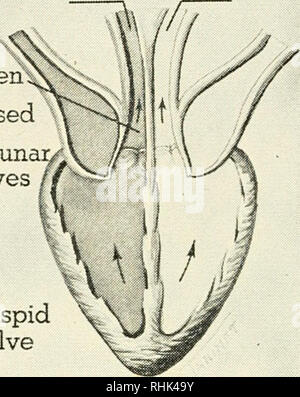 . La biologie et l'homme. Biologie ; les êtres humains. ^Semiiuna ; Fermé Ouvert^ icuspid les soupapes si la valve de coeur un orgue DOUBLE Les deux auricules recevoir du sang en même temps à partir de veines. Le sang passe d'auricules des ventricules, dans les soupapes qui empêchent l'écoulement dans la direction opposée. Les deux ventricules du sang de décharge en même temps dans les principales artères, à travers les soupapes semi-lunaire, qui maintiennent le sang de retour lorsque les ventricules de l'expansion de toutes les parties du corps. Les plus petites branches, les capillaires, forment un réseau et la moissonneuse-batteuse, dans de plus en plus de tubes les veines. Le capil- larie Banque D'Images