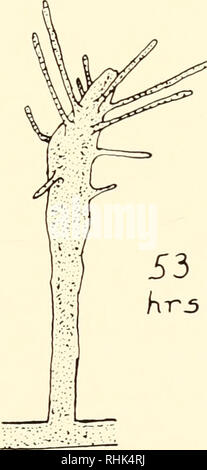 . La biologie d'Hydra et de quelques autres, les coelentérés 1961. Hydra ; ; ; Ctenophora Cnidaria cnidaires ; l'Hydre. Fig. 9. Restauration rapide des tentacules et hypostome dans Cordylophora suite à l'élimination de l'hypostome et la plupart des tentacules. ^Les expériences décrites dans cette section n'ont pas été présentées ailleurs sauf dans les résumés (5, 6).. Veuillez noter que ces images sont extraites de la page numérisée des images qui peuvent avoir été retouchées numériquement pour plus de lisibilité - coloration et l'aspect de ces illustrations ne peut pas parfaitement ressembler à l'œuvre originale.. Colloque sur la physiologie d'un Banque D'Images