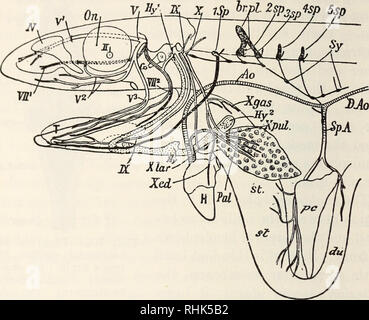 . La biologie de la grenouille. Les grenouilles. 310 LA BIOLOGIE DE LA GRENOUILLE La vie larvaire. Sur la face ventrale de l'thalamencephalon est le chiasma optique, ou de passage aux nerfs qui vont vers les yeux. Dans la grenouille tous des fibres contre de l'autre côté,. Fig. 103.-Schéma de la distribution de la cinquième, septième, neuvième et dixième nerfs crâniens, le nerf spinal, et d'abord le anterioi partie de la sympathique. Passage systémique, AO de l'aorte ; br.pl, plexus brachial ; D.Ao, aorte dorsale ; du, duodénum ; H, coeur ; Hy, l'arc hyoïdien avec hy1 ky antérieur et postérieur cornes ; L2, les poumons ; N, os nasal ; sur orbite, Pul, ; Banque D'Images