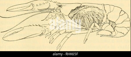 . La biologie et la vie humaine. La biologie. CLASSES D'ANIMAUX 451 3. Classe des arachnides. La plupart des araignées sont vrai être utile - cause de leur guerre constante sur les insectes. Les tiques sont des acariens parasites ; l'ensemble sont responsables de la teigne, la gale pour les moutons, pour le poulet-maladie d'acariens, et pour les dommages causés aux autres animaux domestiques, ainsi que pour les serres et vergers ou des usines sur le terrain. Dans la plupart des cas, la meilleure chose pour protéger les végétaux est le soufre en poudre. La pop, ou de la récolte, l'acarien vit habituellement sur les plantes, mais fait parfois lui-même à la maison sur des êtres humains. 4. Classe Insecta. Les insectes constitut Banque D'Images