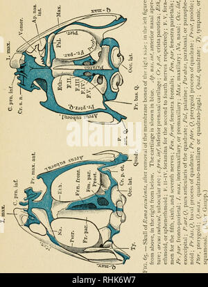 . La biologie de la grenouille. Les grenouilles. XIII LE SQUELETTE 235 différents os qui constituent le crâne peut être divisé en ce qui concerne leur origine dans dojies du cartilage, qui résultent de. •--Xinu étant l'ossification des cartilages et inetribrane affine, qui sont. Veuillez noter que ces images sont extraites de la page numérisée des images qui peuvent avoir été retouchées numériquement pour plus de lisibilité - coloration et l'aspect de ces illustrations ne peut pas parfaitement ressembler à l'œuvre originale.. Holmes, Samuel J. (Samuel Jackson), 1868-1964. New York, The Macmillan Company ;[etc. ,Etc. ] Banque D'Images