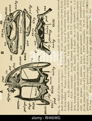 . La biologie de la grenouille. Les grenouilles. CHAP. XIII LE SQUELETTE 231 est branché à l'encontre du cartilage qui est contigu à l'extrémité intérieure de la columelle de l'oreille. Dans la partie ventrale du crâne est un grand os, le j&gt;ara- oxparasphenoidy basale, qui est en forme de poignard avec-. Toute la partie latérale de la poignée ; sous-tendent les deux prootics. Le fronto-os pariétaux forment la plupart de la toiture de l'. Veuillez noter que ces images sont extraites de la page numérisée des images qui peuvent avoir été retouchées numériquement pour plus de lisibilité - coloration et l'aspect de ces illustrations ne peut pas parfaitement ressembler à Banque D'Images