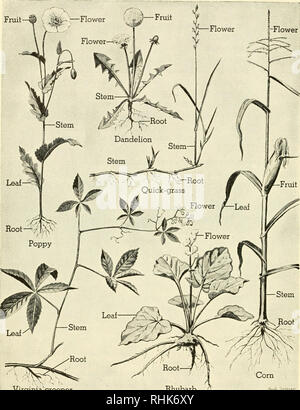 . La biologie et l'homme. Biologie ; les êtres humains. Virginia creeper' Rhubarbe Hu,(, .'jptKl UNE PLANTE plantes les plus familiers sont constitués d'une partie souterraine, la racine, et d'une partie au-dessus du sol, le tirer. Le tournage est composé de tiges et les feuilles. Et sur des tiges, ou les tiges, il y a des grappes de feuilles qui forment ensemble une fleur. Dans certaines installations, la racine semble d'une taille exceptionnelle ; ou la tige peut être souterrain ; ou les racines peuvent apparaître sur les réservoirs. Veuillez noter que ces images sont extraites de la page numérisée des images qui peuvent avoir été retouchées numériquement pour plus de lisibilité - colora Banque D'Images