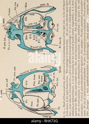 . La biologie de la grenouille. Les grenouilles. XIII LE SQUELETTE 235 différents os qui constituent le crâne peut être divisé en ce qui concerne leur origine dans le cartilage des os, qui résultent de. 4J 03 -• »* n 'u- "o u re i c " £ 3 O U-I O O§ » •• • , S = Q3 à rt CO • o O *S, F" C •"-" o rt 3 o -un 13 g co 5 re CO CU 0 O 3 a, 0 cr. Vj "*- O 'o c rt rt un O. § 3 cd •&gt ; !• •rt 2P "L •£ x .^ annonce c- &AMP ; ^ -C S" rt D, Son A à O^ ^ &gt ;, E-t c C;o ^ ^ re u 'o v2 E iJ E c ^•U al I pp. L" O.* o^  IH fcfl QJ B. CJ O X ID [0 £ 3 ^2 k s cr i/&gt ; l'ossification des cartilages, une Banque D'Images
