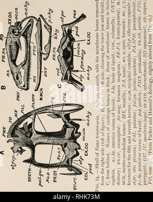 . La biologie de la grenouille. Les grenouilles. CHAP. XIII LE SQUELETTE 231 est branché à l'encontre du cartilage qui est contigu à l'extrémité intérieure de la columelle de l'oreille. Dans la partie ventrale du crâne est un grand os, le para- Qiparasphenoid, basale, qui est en forme de poignard avec-. Toute la partie latérale de la poignée ; sous-tendent les deux prootics. Le fronto-os pariétaux forment la plupart de la toiture de l'. Veuillez noter que ces images sont extraites de la page numérisée des images qui peuvent avoir été retouchées numériquement pour plus de lisibilité - coloration et l'aspect de ces illustrations ne peut pas parfaitement ressembler au Banque D'Images