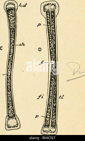 . La biologie de la grenouille. Les grenouilles. XIII LE SQUELETTE 241 ol l'humérus ; son extrémité proximale ou la tête s'articule avec la cavité glénoïde de la ceinture pectorale ; l'extrémité distale du membre inférieur ou a un^ t articulaire arrondie"^^'-ci l'importance dans le milieu, de chaque côté de laquelle est une petite projection, ou des condyles. Un grand écusson, la crête du deltoïde, ex- a tendance à partir de la tête de la Hume- rus à peu près au milieu de la ven- tral côté. À l'extrémité distale de l'humérus il y a une crête au-dessus de chacun des deux condyles ; l'en- ner ridge est beaucoup plus grande chez le mâle F^G. 68. - Coupes longitudinales de la grande b Banque D'Images