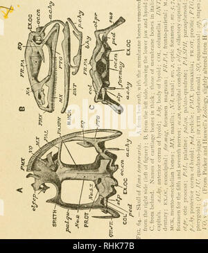 . La biologie de la grenouille. Les grenouilles. CHAP. XIII LE SQUELETTE 231 est branché à l'encontre du cartilage qui est contigu à l'extrémité intérieure de la columelle de l'oreille. Dans la partie ventrale du crâne est un grand os, thej^Imsal oxparasphe, anj-)ioid, qui a la forme d'un poignard avec-. Toute la partie latérale de la poignée ; sous-tendent les deux prootics. L'os fronto-parictal forme la plus grande partie de la toiture de la. Veuillez noter que ces images sont extraites de la page numérisée des images qui peuvent avoir été retouchées numériquement pour plus de lisibilité - coloration et l'aspect de ces illustrations ne peut pas parfaitement ressembler à th Banque D'Images