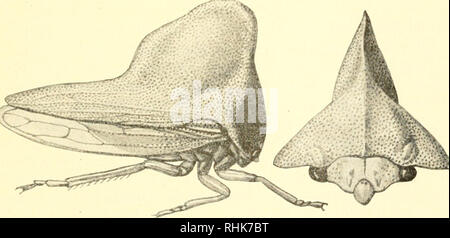 . Biologie des Membracidae du bassin du lac Cayuga ... Membracidae. XLIV la plaque 409. Veuillez noter que ces images sont extraites de la page numérisée des images qui peuvent avoir été retouchées numériquement pour plus de lisibilité - coloration et l'aspect de ces illustrations ne peut pas parfaitement ressembler à l'œuvre originale.. Funkhouser, William Delbert, 1881-. [Ithaca, N. Y. Banque D'Images