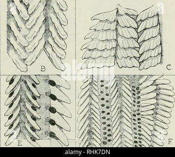 . La biologie des odonates (libellules ou Paraneuroptera). Dragon-mouches. . Veuillez noter que ces images sont extraites de la page numérisée des images qui peuvent avoir été retouchées numériquement pour plus de lisibilité - coloration et l'aspect de ces illustrations ne peut pas parfaitement ressembler à l'œuvre originale.. Tillyard, Robin John, 1881-1937. Cambridge [Eng. ] : University Press Banque D'Images