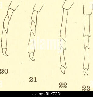 . Biologie des Membracidae du bassin du lac Cayuga ... Membracidae. . Veuillez noter que ces images sont extraites de la page numérisée des images qui peuvent avoir été retouchées numériquement pour plus de lisibilité - coloration et l'aspect de ces illustrations ne peut pas parfaitement ressembler à l'œuvre originale.. Funkhouser, William Delbert, 1881-. [Ithaca, N. Y. Banque D'Images