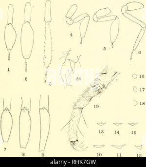 . Biologie des Membracidae du bassin du lac Cayuga ... Membracidae. . Veuillez noter que ces images sont extraites de la page numérisée des images qui peuvent avoir été retouchées numériquement pour plus de lisibilité - coloration et l'aspect de ces illustrations ne peut pas parfaitement ressembler à l'œuvre originale.. Funkhouser, William Delbert, 1881-. [Ithaca, N. Y. Banque D'Images