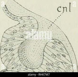 . La biologie des odonates (libellules ou Paraneuroptera). Dragon-mouches. GNC -  % ; ? C c ng^. Veuillez noter que ces images sont extraites de la page numérisée des images qui peuvent avoir été retouchées numériquement pour plus de lisibilité - coloration et l'aspect de ces illustrations ne peut pas parfaitement ressembler à l'œuvre originale.. Tillyard, Robin John, 1881-1937. Cambridge [Eng. ] : University Press Banque D'Images