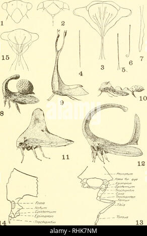 . Biologie des Membracidae du bassin du lac Cayuga ... Membracidae. . Veuillez noter que ces images sont extraites de la page numérisée des images qui peuvent avoir été retouchées numériquement pour plus de lisibilité - coloration et l'aspect de ces illustrations ne peut pas parfaitement ressembler à l'œuvre originale.. Funkhouser, William Delbert, 1881-. [Ithaca, N. Y. Banque D'Images