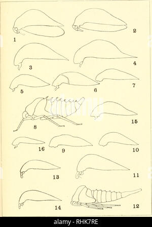 . Biologie des Membracidae du bassin du lac Cayuga ... Membracidae. XXVIII de la plaque 271. Veuillez noter que ces images sont extraites de la page numérisée des images qui peuvent avoir été retouchées numériquement pour plus de lisibilité - coloration et l'aspect de ces illustrations ne peut pas parfaitement ressembler à l'œuvre originale.. Funkhouser, William Delbert, 1881-. [Ithaca, N. Y. Banque D'Images