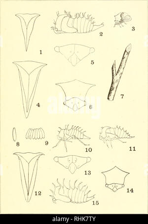 . Biologie des Membracidae du bassin du lac Cayuga ... Membracidae. XXIV la plaque 223. Veuillez noter que ces images sont extraites de la page numérisée des images qui peuvent avoir été retouchées numériquement pour plus de lisibilité - coloration et l'aspect de ces illustrations ne peut pas parfaitement ressembler à l'œuvre originale.. Funkhouser, William Delbert, 1881-. [Ithaca, N. Y. Banque D'Images