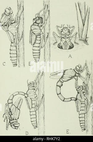 . La biologie des odonates (libellules ou Paraneuroptera). Dragon-mouches. 94 LA LARVE OU NYMPHE [CH.. Veuillez noter que ces images sont extraites de la page numérisée des images qui peuvent avoir été retouchées numériquement pour plus de lisibilité - coloration et l'aspect de ces illustrations ne peut pas parfaitement ressembler à l'œuvre originale.. Tillyard, Robin John, 1881-1937. Cambridge [Eng. ] : University Press Banque D'Images