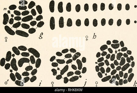 . La biologie. La biologie. FIG. 92.-Les chromosomes du squash bug, l'Anasa tristis, vingt-et-un dans l'homme, vingt-deux chez la femelle. La maturation de ces chromosomes paire deux par deux, d'autres semblables ensemble accouplement (/), un intrus (h) reste dans le non-homme, mais appariées dans la femelle (/) et (h). Après les divisions de maturation de chaque cellule germinale primordiale, deux des spermatozoïdes qui en résulte aura 11 chromosomes et deux ont 10, alors que toutes les cellules de l'oeuf aura 11 ans. Si l'un des deux premiers féconde l'ovule, le résultat sera une femelle avec vingt- deux chromosomes ; si l'un de Banque D'Images