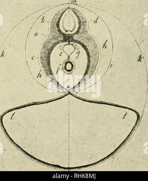 . La biologie et ses décideurs : avec des portraits et autres illustrations. Biologie -- Histoire. B. D. Veuillez noter que ces images sont extraites de la page numérisée des images qui peuvent avoir été retouchées numériquement pour plus de lisibilité - coloration et l'aspect de ces illustrations ne peut pas parfaitement ressembler à l'œuvre originale.. Locy, William A. (William Albert), 1857-1924. New York : Henry Holt Banque D'Images