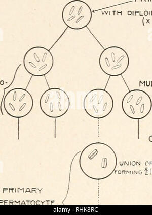 . La biologie. La biologie. Phénomènes de maturation 213 Les divisions de maturation--les divisions de maturation dans les organismes des hommes et des femmes, bien que similaire en ce qui concerne la chromatine est concerné, n'entraînent pas la formation de ce même numéro HOMME SPERMATO - 60NIA. Les cellules germinales primordiales avec nombre diploïde de chromosomes X (x-4) dans ce schéma, LA MULTIPLICATION DES FEMMES DE NOMBREUSES GÉNÉRATIONS PÉRIODE/' ? • SPEffMATO OOGONI - période de croissance, 5YNAP5EST L'UNION DES CHROMOSOMES PAR PAIRES DE ?MiN&amp ; f (nombre haploïde de bivalents) spermatocyte primaire spermatocyte secondaire 5 spermatozoïdes deviennent les spermatides. Veuillez noter que ces i Banque D'Images