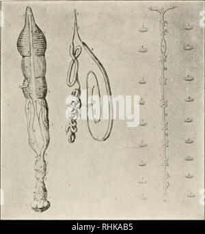 . La biologie et ses décideurs. Biologie -- Histoire. INTRODUCTION DU MICROSCOPE 65, à l'intestin, qui conserve son nom dans l'anatomie de l'insecte à-jour, sous la désignation de tubes de Malpighi. L'appareil de formation de la soie était également compris et décrits. L'étain. Fig. 14.-de Malpighi's Anatomie du ver à soie, 1669. structures sont représentées, comme l'a établi Malpighi, sur la gauche de la Fig. 14. Cette monographie, qui a été publié en 1669 par la Royal Society de Londres, porte le titre latin, Disser- latio Epistolica de Bombyce. Il a été plusieurs fois re- publiés, la meilleure édition être Banque D'Images