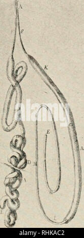 . La biologie et ses décideurs. Biologie -- Histoire. INTRODUCTION DU MICROSCOPE .6S avec l'intestin, qui conserve son nom dans l'anatomie de l'insecte à-jour, sous la dénomination de ^ighian Aiit)tubes. L'appareil de formation de la soie était également compris et décrits. Ces. J'ai o ! H EN -'h '.-5- : Fig. 14.-de Malpighi's Anatomie du ver à soie, 1669. structures sont représentées, comme l'a établi Malpighi, sur la gauche de la Fig. 14. Cette monographie, qui a été publié en 1669 par la Royal Society de Londres, porte le titre Tatin, Disscr ialio Bomhycc- Epistolica de. Il a été plusieurs fois re- Banque D'Images