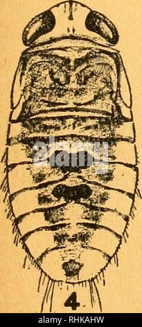 . La biologie et l'écologie des milieux aquatiques et semi-aquatiques d'Hémiptères. Hémiptères. . Veuillez noter que ces images sont extraites de la page numérisée des images qui peuvent avoir été retouchées numériquement pour plus de lisibilité - coloration et l'aspect de ces illustrations ne peut pas parfaitement ressembler à l'œuvre originale.. Hungerford, Herbert Barker, 1883-. [Lawrence, Kan. Banque D'Images