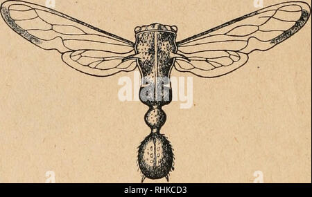 . Biologisches Zentralblatt. La biologie. 74 '• HeikertiniKer*, Die melöke Myrmekoitlio. Fälle von Ameisenähnlichkeit Homopteren Zikaden (BEI) führt. E. B. P Olli tonne en Wort und Bild vor 27). Unter den Membraciden Blickelzirpen (die), dans Pronotiim tastischer Überentwickliing- phan Formen abenteuerliche annimmt, finden sich die Gestalten, Halsschildauswüchse, von oben betrachtet, eine gewisse Ähnlichkeit mit einem Ameisenkörper besitzen, bei den Gattungen Heteronotus^^) (Fig. 7-8) und Hemiconotus. Eine Mimikr^), von der ich habe nie gewußt, ob ihre Vorführung tellement recht ernst gemeint ist, sei Banque D'Images