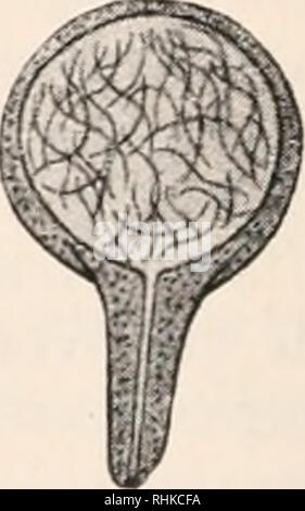 . Biologisches Zentralblatt. La biologie. Fig. 3. 1 Textfigur freibewegliche Spermiozeugmen zeigt 5 lange bei schwacher Vergrößerung 8, Textfigur Straußen 2 führt ein solches-. Veuillez noter que ces images sont extraites de la page numérisée des images qui peuvent avoir été retouchées numériquement pour plus de lisibilité - coloration et l'aspect de ces illustrations ne peut pas parfaitement ressembler à l'œuvre originale.. , 1836-1915. [Leipzig etc. ] VEB Georg Thieme [etc. ] Banque D'Images