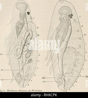 . Biologisches Zentralblatt. La biologie. 444 Nüsslin, Zur Biologie der Gattung von Koch. Mindarus unabhängig ist. Ist Auch schon bei den raännhchen Nahrungsmasse die Embryonen, welche von den maschigen Bindegewebszellen. Fig. 9. Ohliquus Weibchen Mindarus, ein nach eben vollzogener 1. Häutung. Mit der enger Speiseröhre und mit.sonderung versehene deutlicher Magen, dans aufgerollte Darmfrakt mehreren Schlingen deutlich erkennbar. Von den Genitalien ist der linke primäre Ovidukt (ou), der zu 2 Eiröhren Pseudovitellus, führt der (Fr) und die mediane sekundäre Genitaleinstülpung zvvi.schen 7. und 8. Banque D'Images