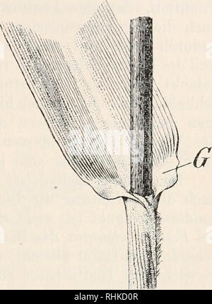 . Biologisches Zentralblatt. La biologie. Goebel, etc. 87 Rnmphius-Phänomen Das ist natürlich eine deutung ganz andere. Sie sind aber so ausge- bildet, dass sie unter Umständen auch in anderer Weise verwendet werden können. Knollenförmigen Anschwellungen Myrmecodien die der und die hohlen mancher Rhizome (Lecatwpteris camosa Farne, Poltjpodiuiti sinuosum) hat man für besonders zur Beherbergung von Ameisen entwickelte Organe gehalten. Ihre Funktion primäre ist aber, wie Verf. vor Jahren nachwies43), die der Wasserspeicherung - erst sekundär kommen die tierischen dans Inquilinen Vor die, il faut envisager- h Banque D'Images